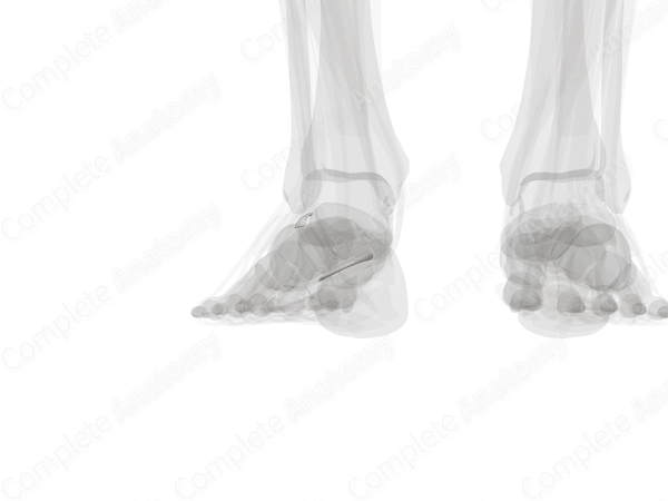 Cuboideonavicular Joint (Left)