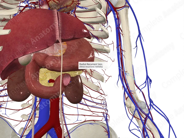 Radial Recurrent Vein