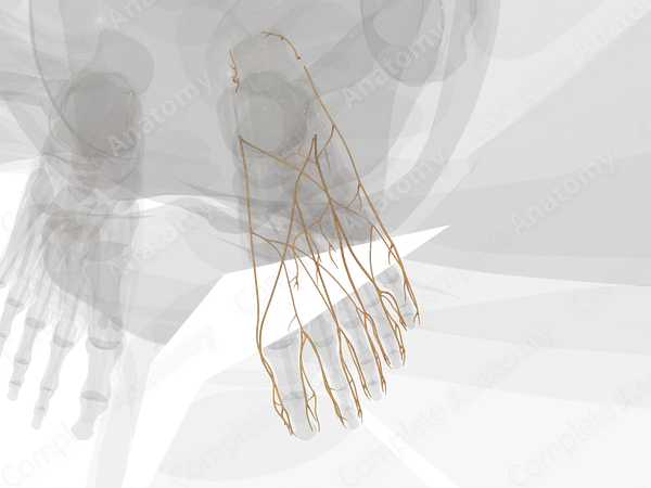 Nerves of Ankle & Foot (Left)