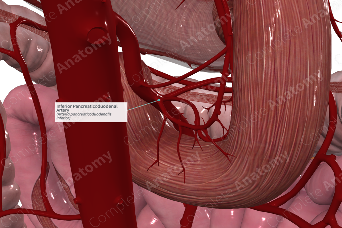 Inferior Pancreaticoduodenal Artery