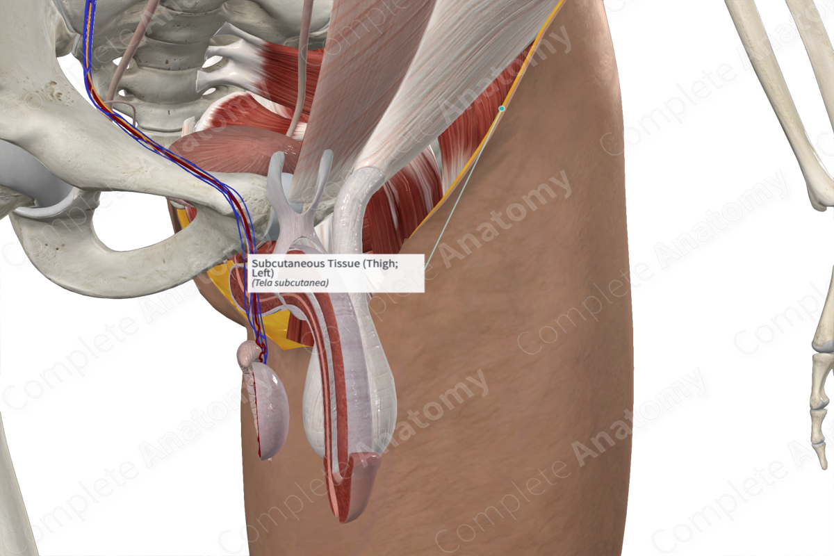 Subcutaneous Tissue (Thigh; Left)