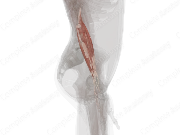 Posterior Compartment of Forearm (Left)
