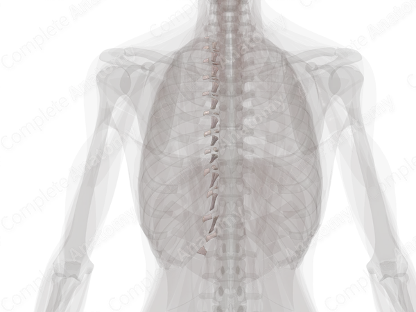 Costotransverse Joint (Left)