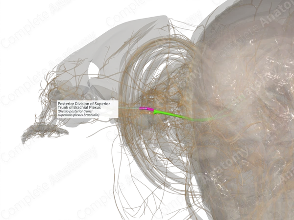 Posterior Division of Superior Trunk of Brachial Plexus (Right)