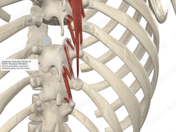 Superior Articular Facets of Tenth Thoracic Vertebra