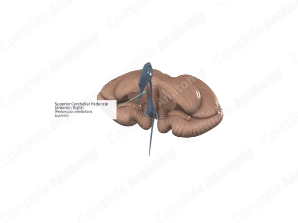 Superior Cerebellar Peduncle (Anterior; Right)