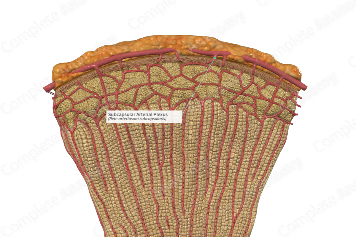 Subcapsular Arterial Plexus
