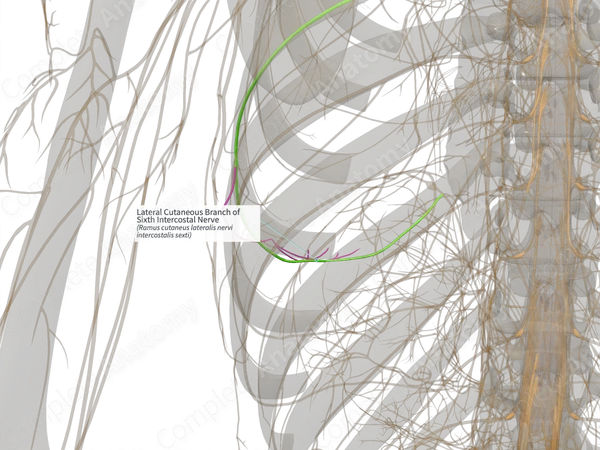 Lateral Cutaneous Branch of Sixth Intercostal Nerve (Left)