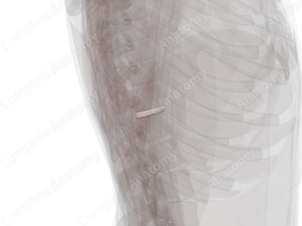 Intervertebral Disc (T11-T12)