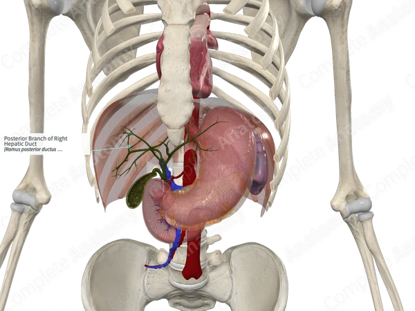 Posterior Branch of Right Hepatic Duct
