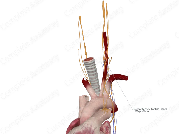 Inferior Cervical Cardiac Branches of Vagus Nerve