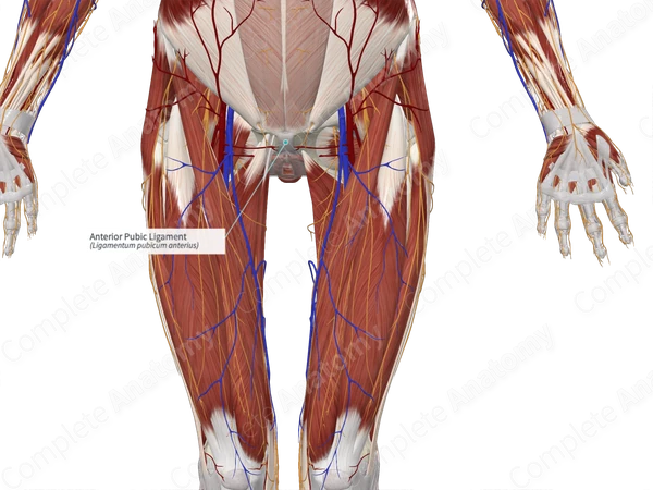 Anterior Pubic Ligament
