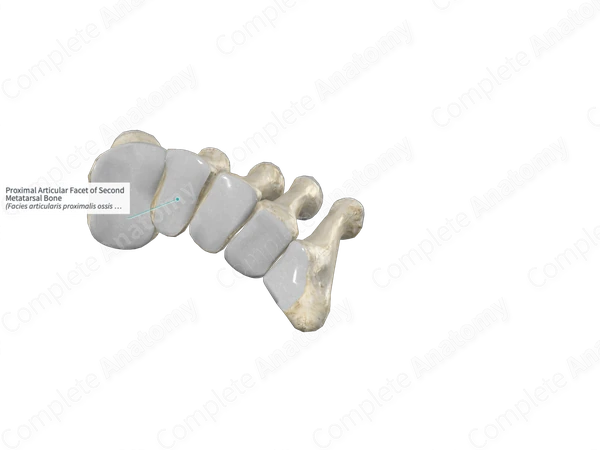 Proximal Articular Facet of Second Metatarsal Bone