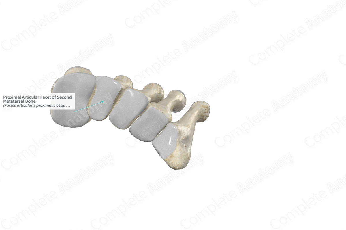 Proximal Articular Facet of Second Metatarsal Bone 