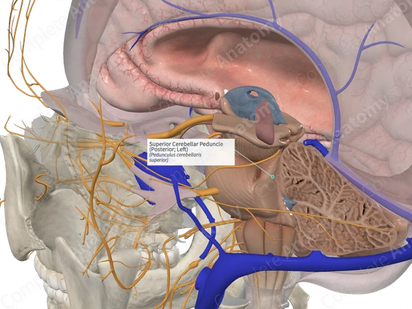 Superior Cerebellar Peduncle (Posterior; Left)