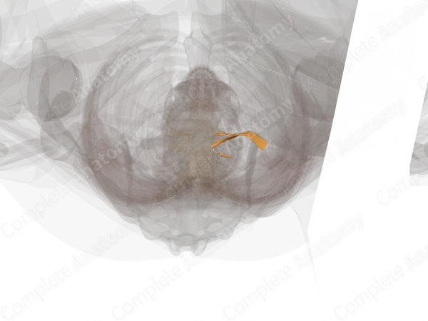 Anterior Rami of Lumbar Nerves (Left)