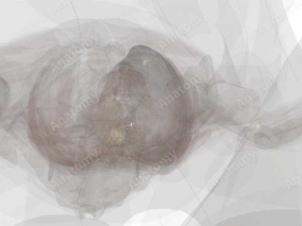 Parietal Pleura (Left Lung)