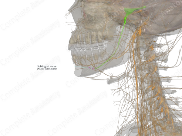 Sublingual Nerve (Right)
