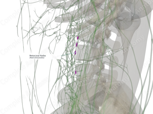 Retrocaval Nodes