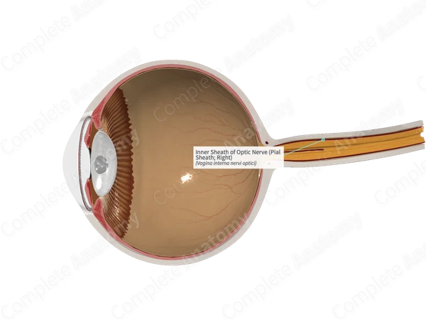 Inner Sheath of Optic Nerve (Pial Sheath; Right)