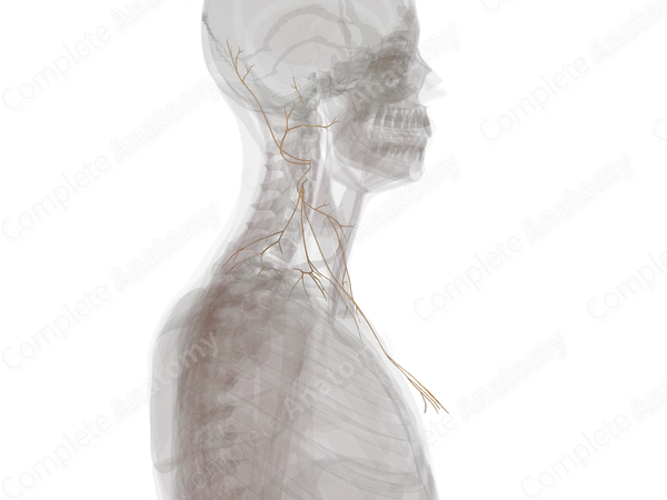 Superficial Branches of Cervical Plexus (Left)