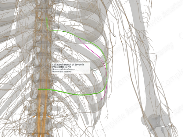 Collateral Branch of Seventh Intercostal Nerve (Right)