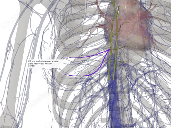Fifth Anterior Intercostal Vein (Left)