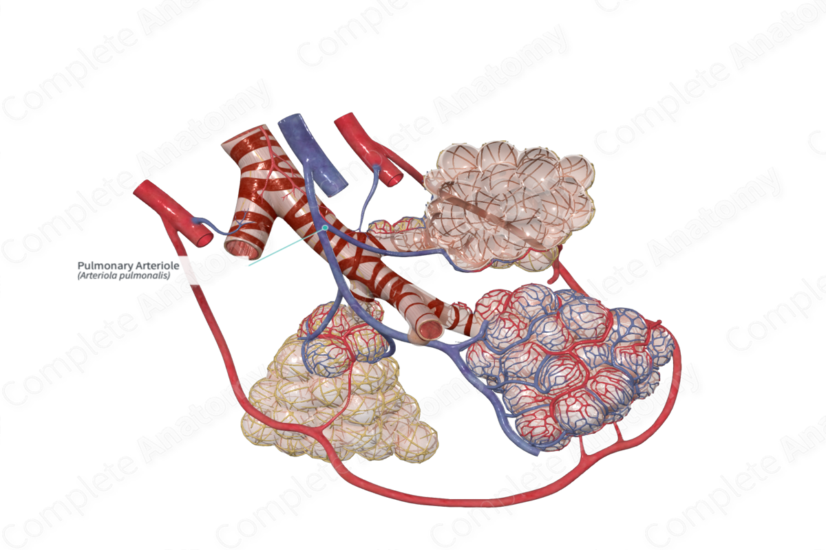Pulmonary Arteriole