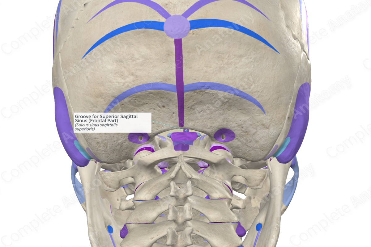Groove for Superior Sagittal Sinus (Frontal Part)