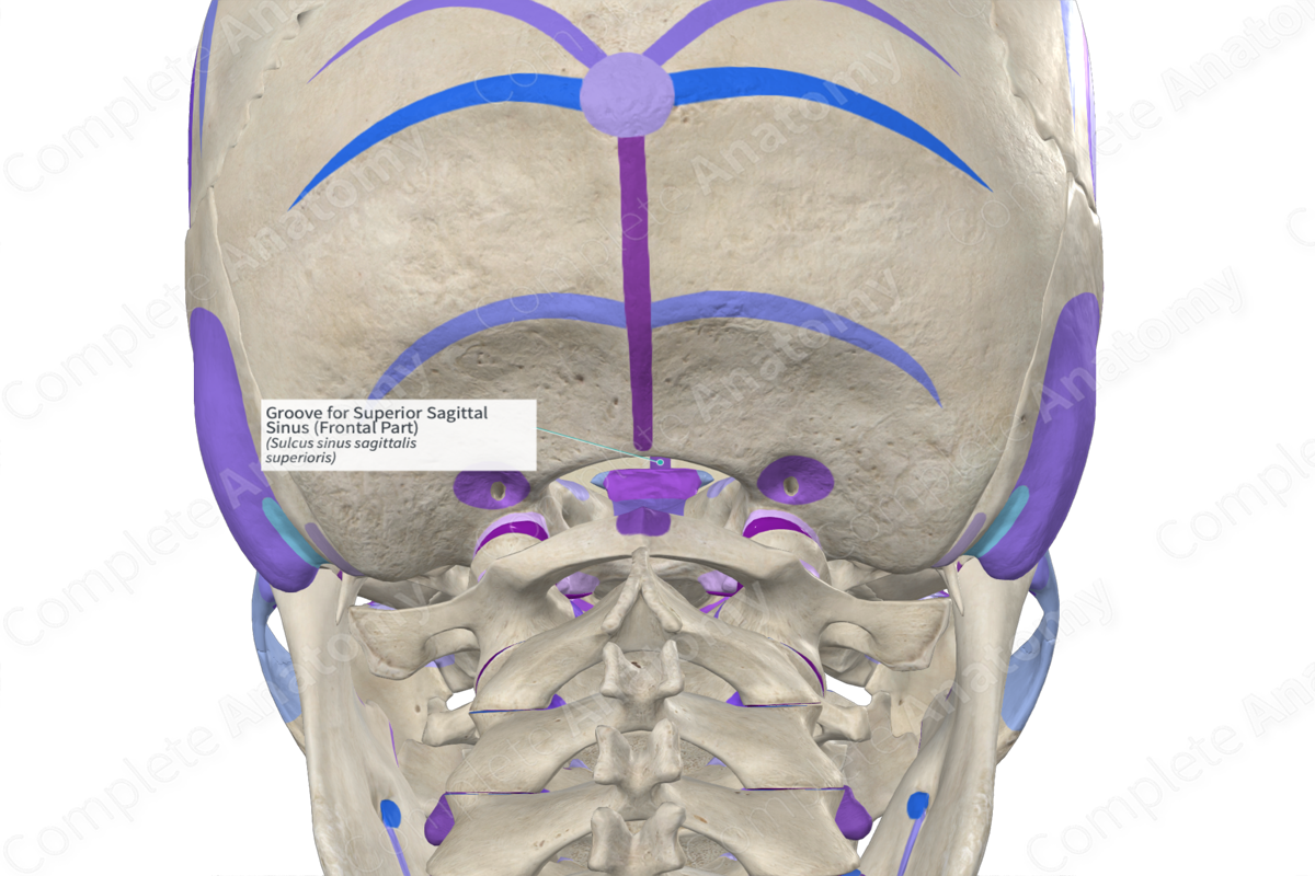 Groove for Superior Sagittal Sinus (Frontal Part) Complete Anatomy