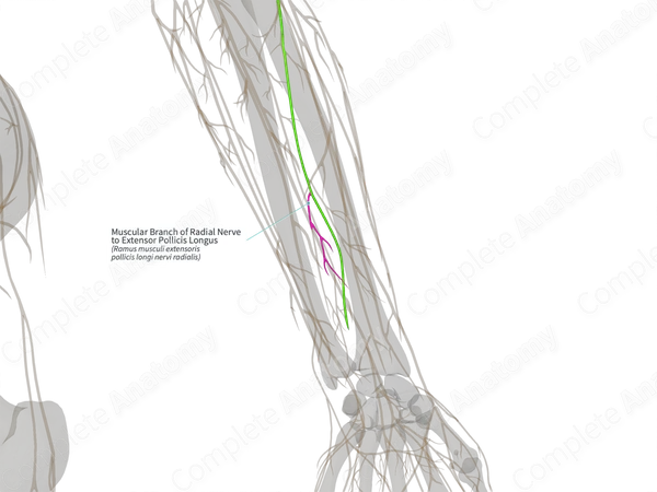 Muscular Branch of Radial Nerve to Extensor Pollicis Longus (Left)