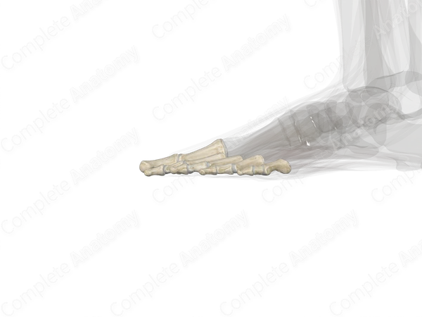 Phalanges of Foot (Left)