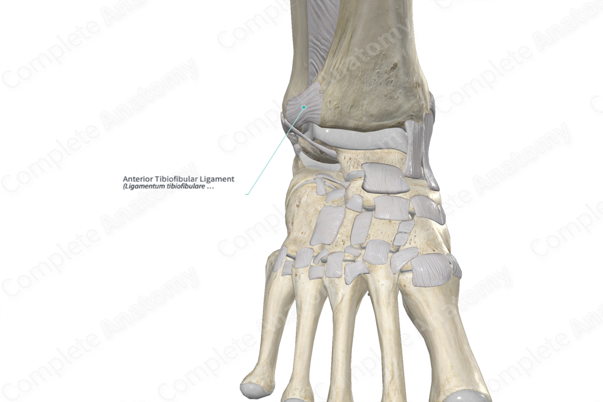 Anterior Tibiofibular Ligament | Complete Anatomy