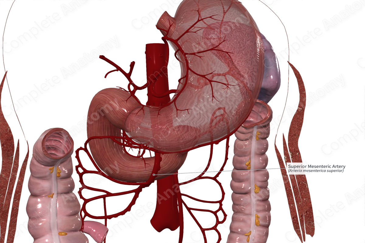 Superior Mesenteric Artery