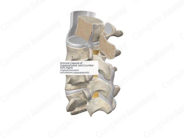 Articular Capsule of Zygapophyseal Joint (Lumbar Part; Right)