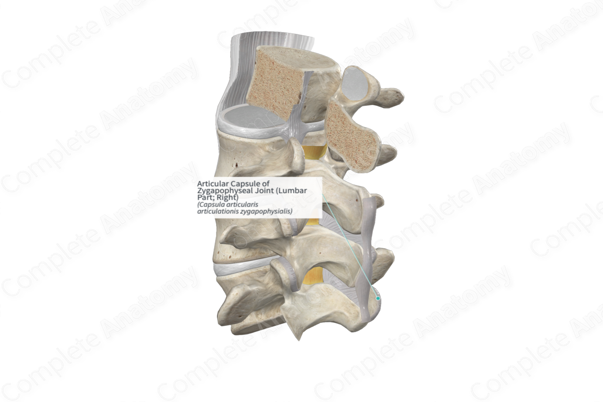 Articular Capsule of Zygapophyseal Joint (Lumbar Part; Right)