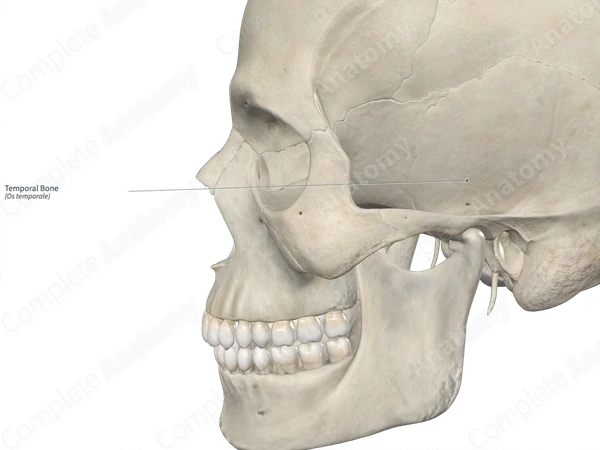 Temporal Bone