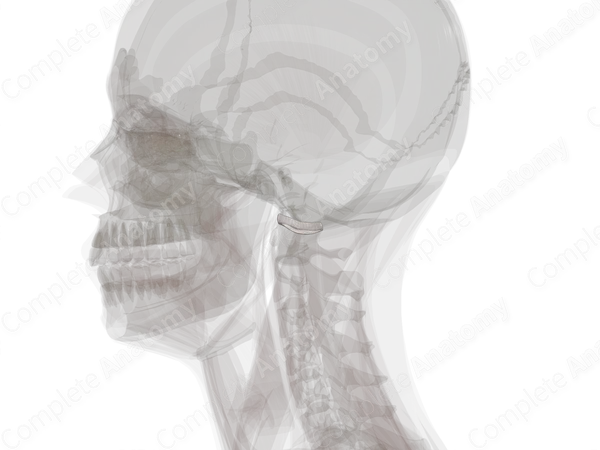 Articular Capsule of Atlantooccipital Joint (Left)