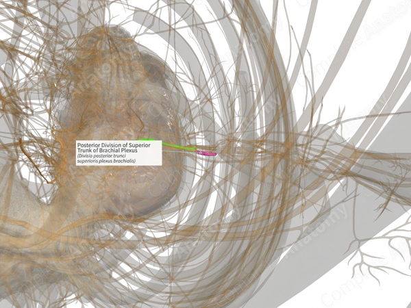 Posterior Division of Superior Trunk of Brachial Plexus (Right)