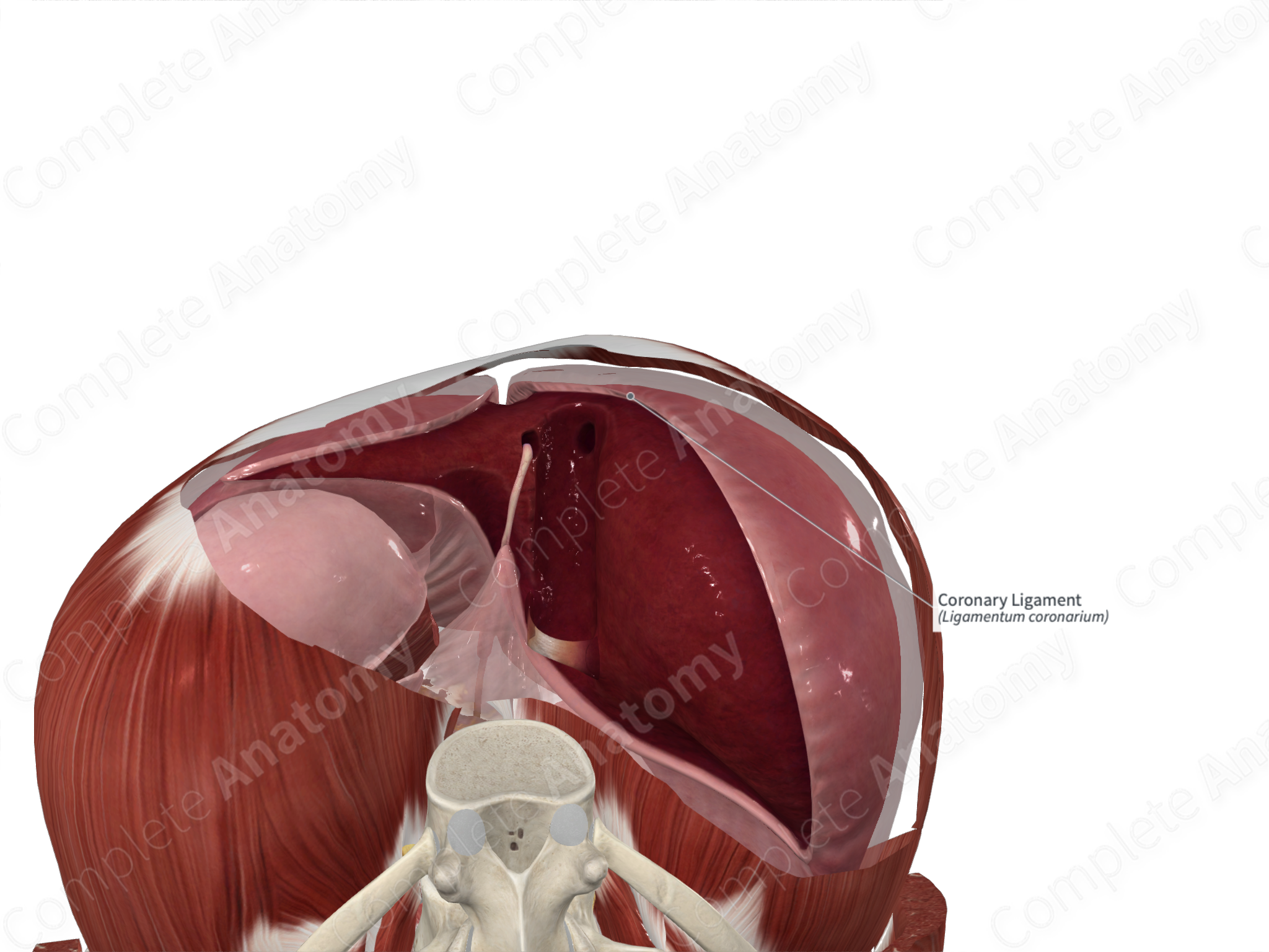 coronary ligament