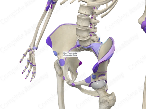 Iliac Tuberosity | Complete Anatomy