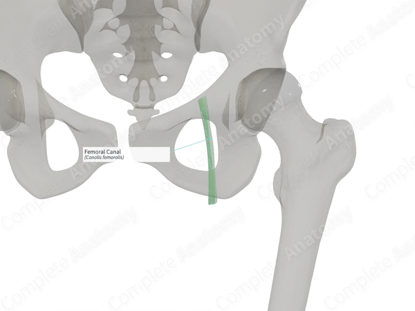 Femoral Canal (Right)