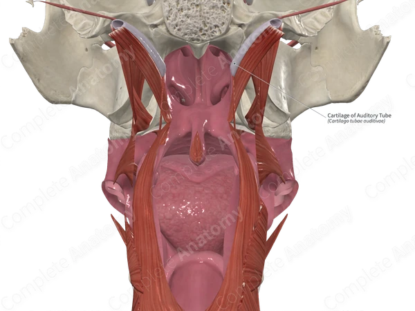 Cartilage of Auditory Tube 