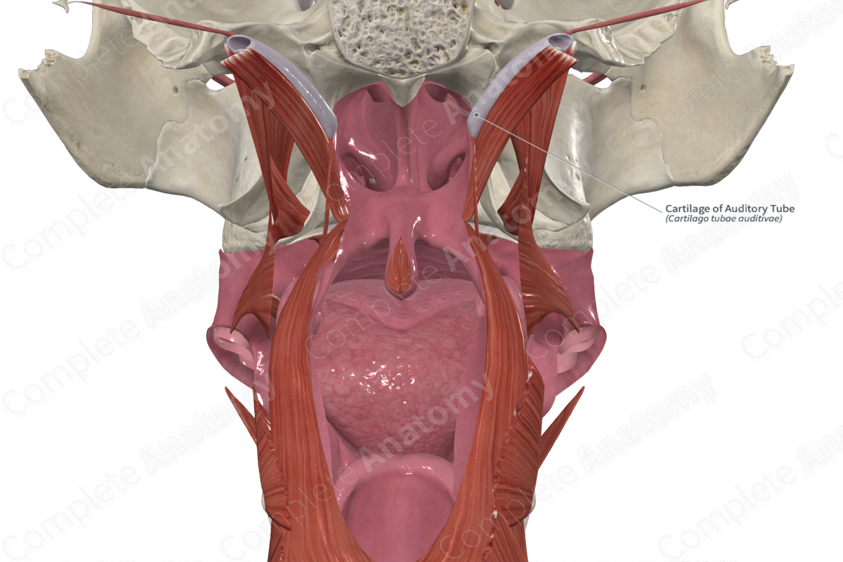 Cartilage of Auditory Tube 
