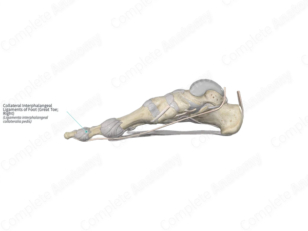 Collateral Interphalangeal Ligaments of Foot (Great Toe; Right)
