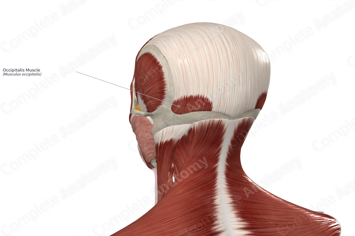 Occipitalis Muscle 