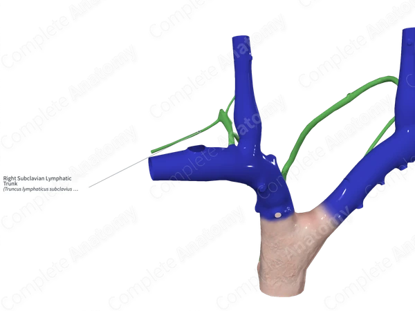 Right Subclavian Lymphatic Trunk