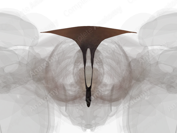 Skin (Perineum)