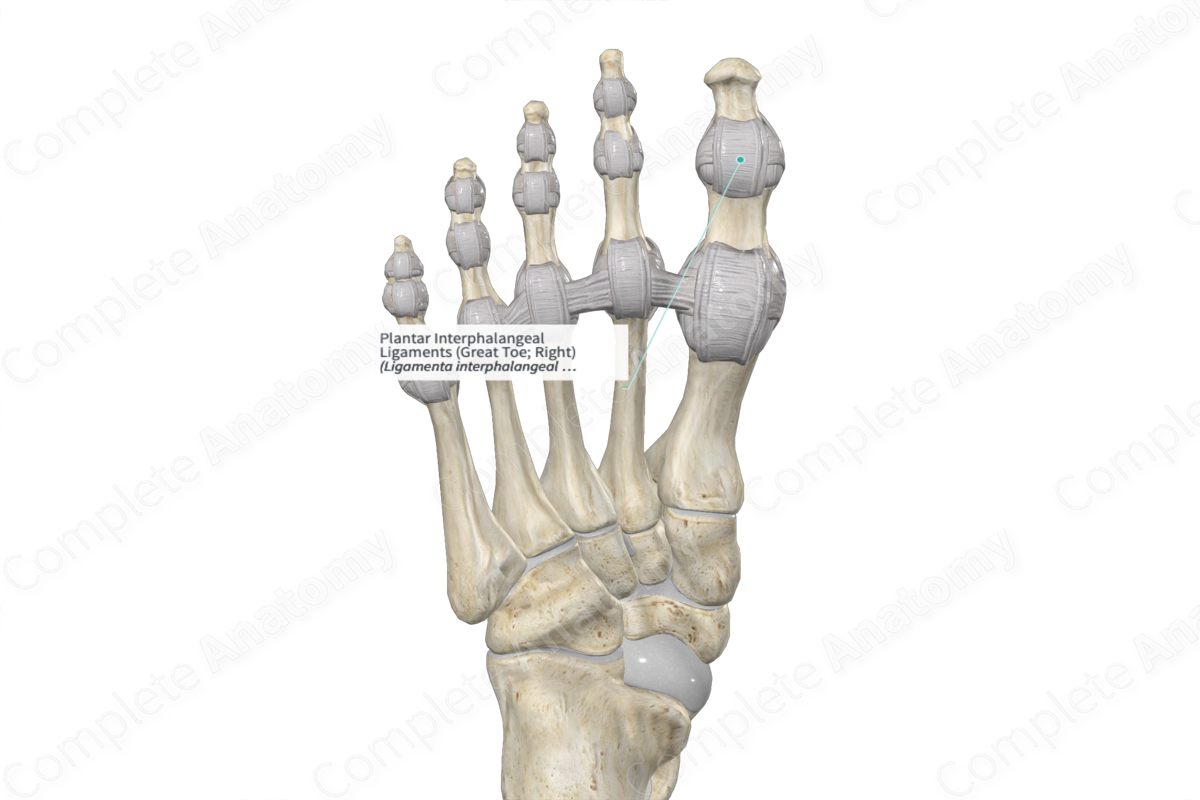 Plantar Interphalangeal Ligaments (Great Toe; Left)