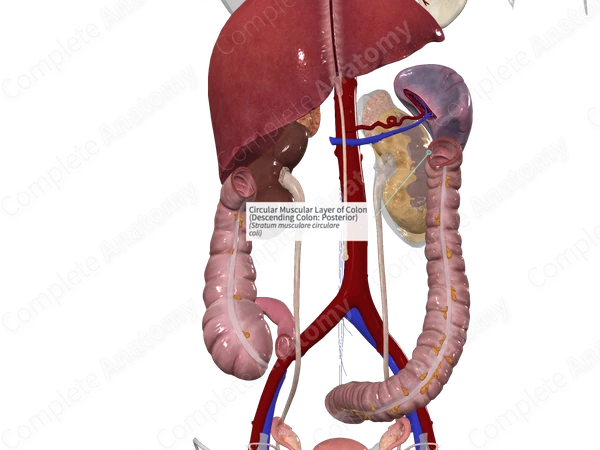Circular Muscular Layer of Colon (Descending Colon: Posterior)
